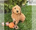 Small #1 Cavapoo