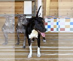 Small Photo #9 Labrador Retriever-Unknown Mix Puppy For Sale in Sandy, UT, USA