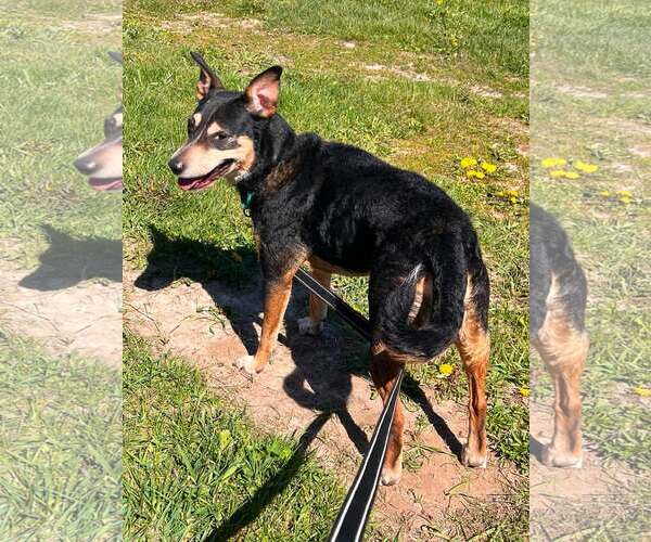 Medium Photo #5 Mutt Puppy For Sale in Sheboygan, WI, USA