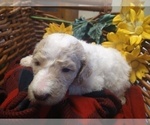 Small Photo #15 Poodle (Standard) Puppy For Sale in THOMASTON, GA, USA
