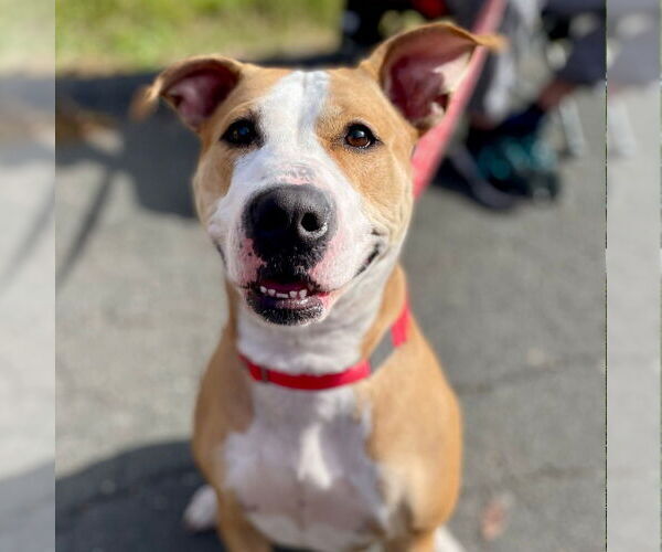 Medium Photo #3 American Pit Bull Terrier Puppy For Sale in Canton, CT, USA