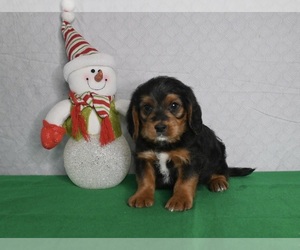 Poogle Puppy for sale in MILLERSBURG, OH, USA