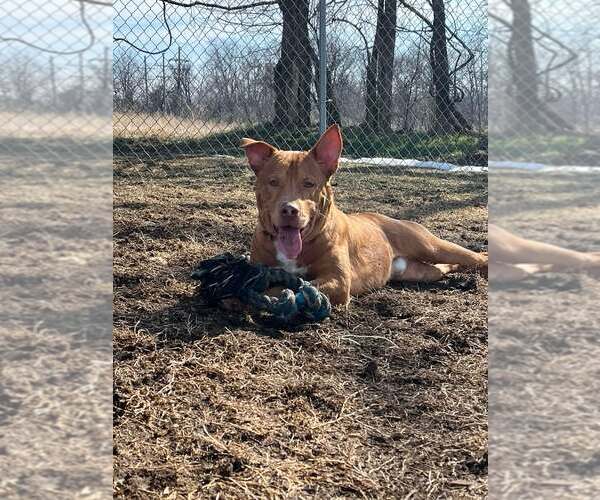 Medium Photo #2 Mutt Puppy For Sale in Martinsburg, WV, USA