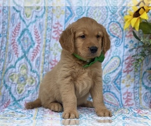 Goldendoodle (Miniature) Puppy for sale in LANCASTER, PA, USA