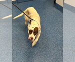 Small Photo #2 Mutt Puppy For Sale in Tarboro, NC, USA