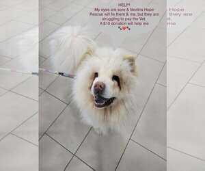 Chow Chow Dogs for adoption in Prescott, Ontario, Canada