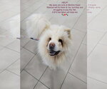 Small Chow Chow
