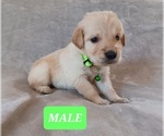 Small Photo #2 Golden Retriever Puppy For Sale in EARLY BRANCH, SC, USA
