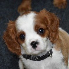 Cavalier King Charles Spaniel Puppy for sale in WONEWOC, WI, USA