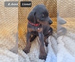 Small Photo #3 Doberman Pinscher Puppy For Sale in POMEROY, OH, USA