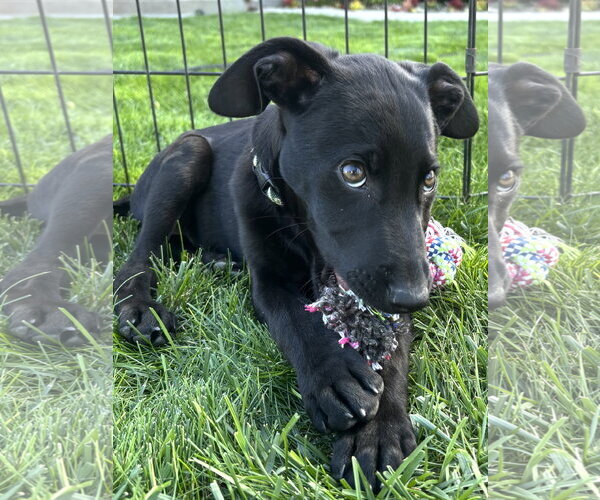 Medium Photo #2 Labrador Retriever-Unknown Mix Puppy For Sale in Sandy, UT, USA
