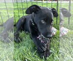 Small #1 Labrador Retriever Mix
