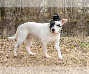American Pit Bull Terrier-Unknown Mix Dogs for adoption in Munford, TN, USA