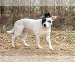 Small Photo #1 American Pit Bull Terrier-Unknown Mix Puppy For Sale in Munford, TN, USA