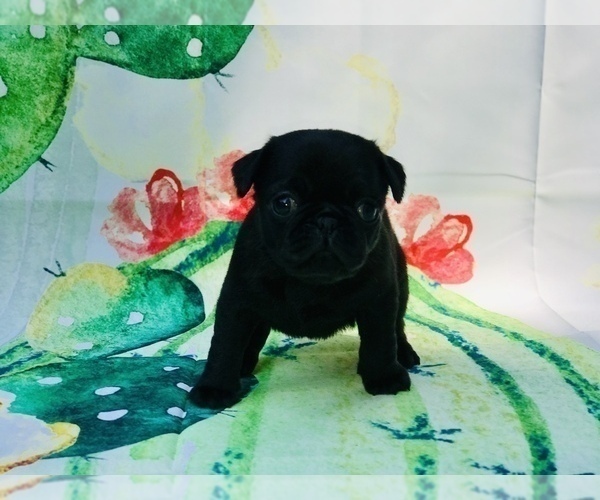 Medium Photo #10 Pug Puppy For Sale in CANTON, CT, USA