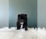 Small Photo #12 Pomsky Puppy For Sale in QUEEN CREEK, AZ, USA