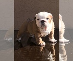 Small Photo #5 Bulldog Puppy For Sale in SUISUN CITY, CA, USA