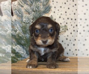 Medium Aussiedoodle Miniature 