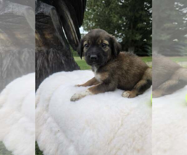 Medium Photo #3 Golden Shepherd Puppy For Sale in SHERBURNE, NY, USA