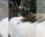 Small #2 Golden Shepherd