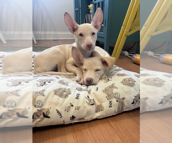 Medium Photo #2 Siberian Husky-Unknown Mix Puppy For Sale in Springdale, PA, USA