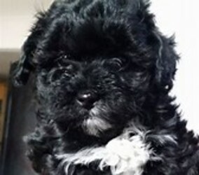 Maltipoo Puppy for sale in DENTON, NC, USA