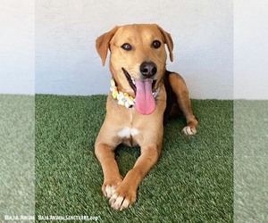 Susie - Female Labrador Retriever-Unknown Mix Dog for Adoption - Photo #2