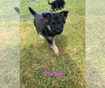 Small Photo #21 German Shepherd Dog Puppy For Sale in SUMPTER TWP, MI, USA