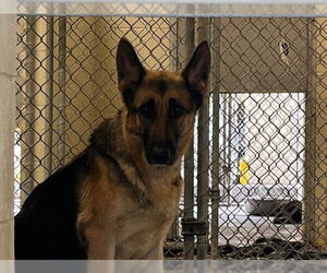 German Shepherd Dog Dogs for adoption in Ocala, FL, USA