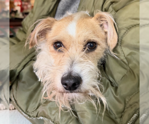 Mutt Dogs for adoption in Brooklyn, NY, USA