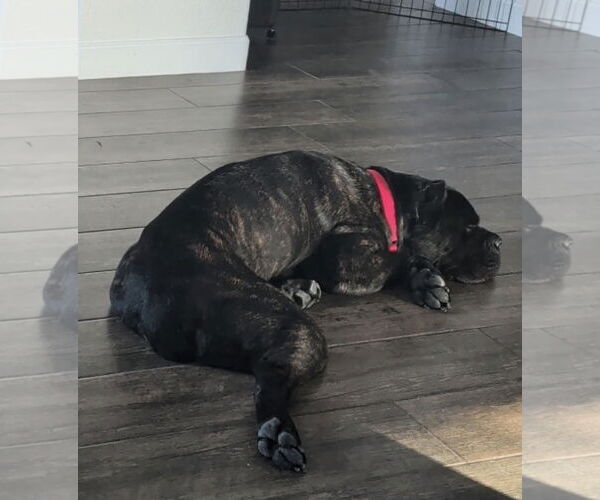 Medium Photo #7 Mutt Puppy For Sale in Goodyear, AZ, USA