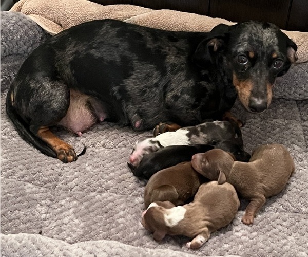 Medium Photo #1 Dachshund Puppy For Sale in MURFREESBORO, TN, USA