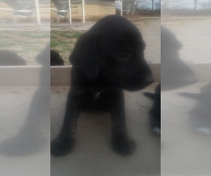 Beagle-Scottish Terrier Mix Puppy for sale in CADIZ, KY, USA
