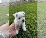 Small Photo #1 West Highland White Terrier Puppy For Sale in ROSHARON, TX, USA