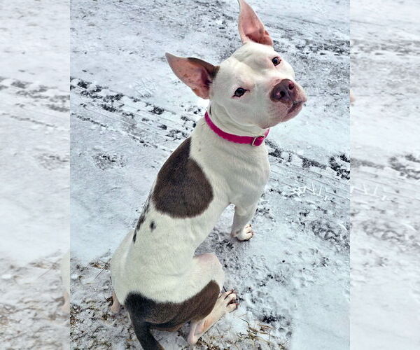 Medium Photo #6 Mutt Puppy For Sale in Westminster, MA, USA