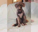 Small Photo #4 Irish Wolfhound Puppy For Sale in BERESFORD, SD, USA