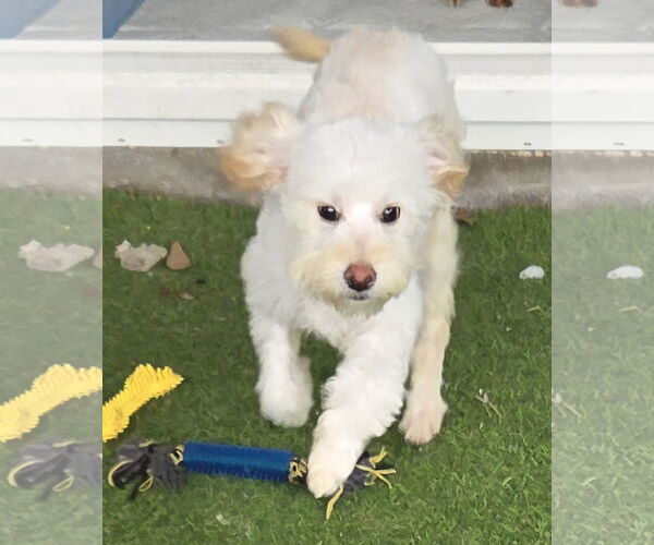 Medium Photo #1 Poochon Puppy For Sale in Spring, TX, USA