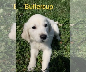 English Cream Golden Retriever Puppy for sale in DEARBORN, MO, USA