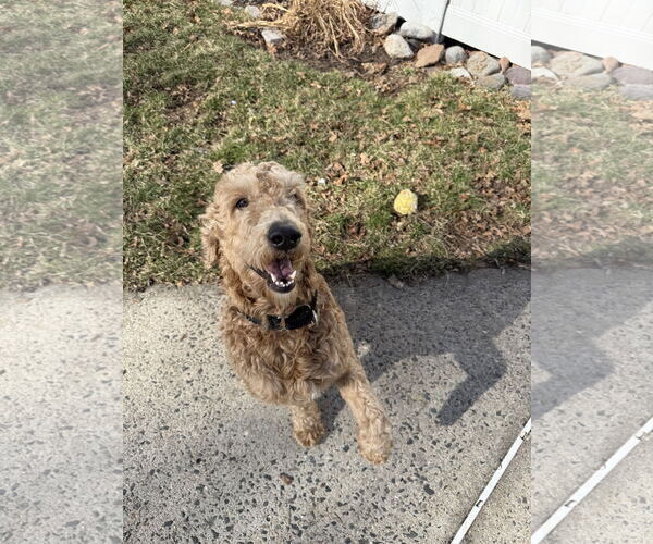 Medium Photo #3 Goldendoodle Puppy For Sale in Dumont, NJ, USA