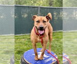 Small #6 American Staffordshire Terrier-Rhodesian Ridgeback Mix