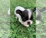 Small Photo #7 French Bulldog Puppy For Sale in CLARE, IL, USA