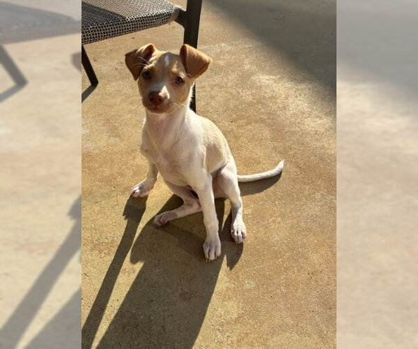 Medium Photo #4 Chihuahua-Unknown Mix Puppy For Sale in San Diego, CA, USA