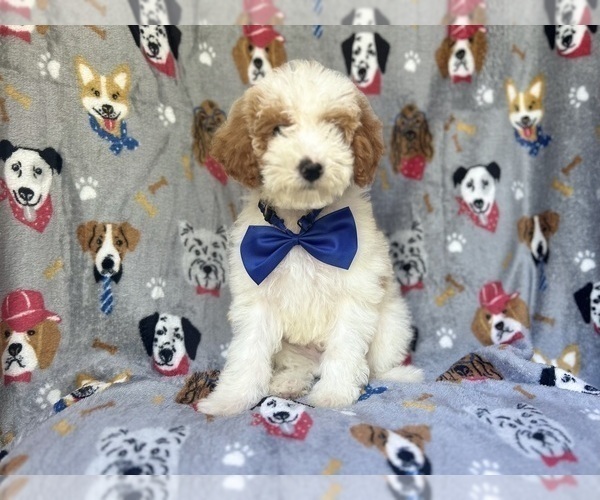 Medium Photo #7 Cavapoo Puppy For Sale in LAKELAND, FL, USA