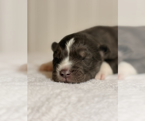 Medium Photo #1 Siberian Husky Puppy For Sale in HEMET, CA, USA