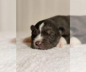 Medium Siberian Husky