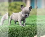 Small Photo #1 French Bulldog Puppy For Sale in NEW SMYRNA BEACH, FL, USA