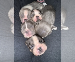 French Bulldog Puppy for Sale in HILTON, New York USA