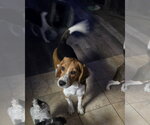 Small #5 Beagle