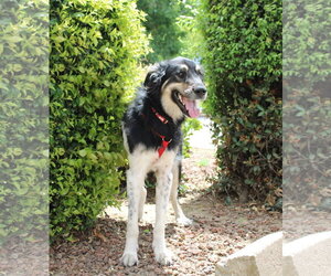 Anatolian Shepherd-Unknown Mix Dogs for adoption in Yuba City, CA, USA