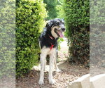 Small Photo #1  Puppy For Sale in , 